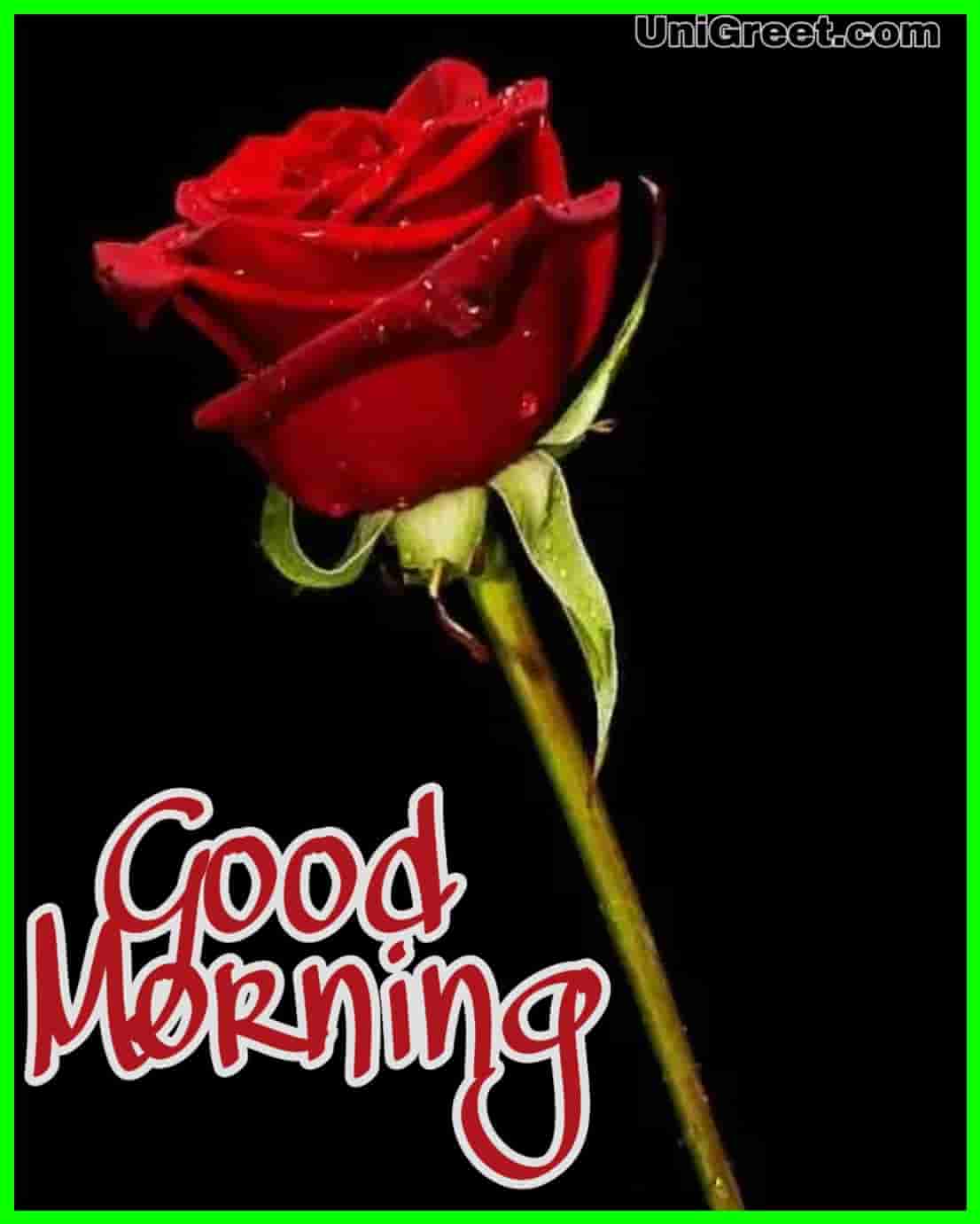Top 999+ good morning images red rose – Amazing Collection good morning images red rose Full 4K