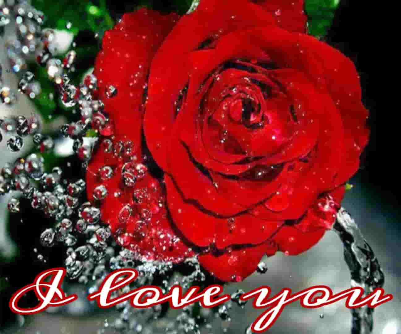 Top 55 Beautiful I Love You Roses Images, Photo, Pics, Wallpaper Download