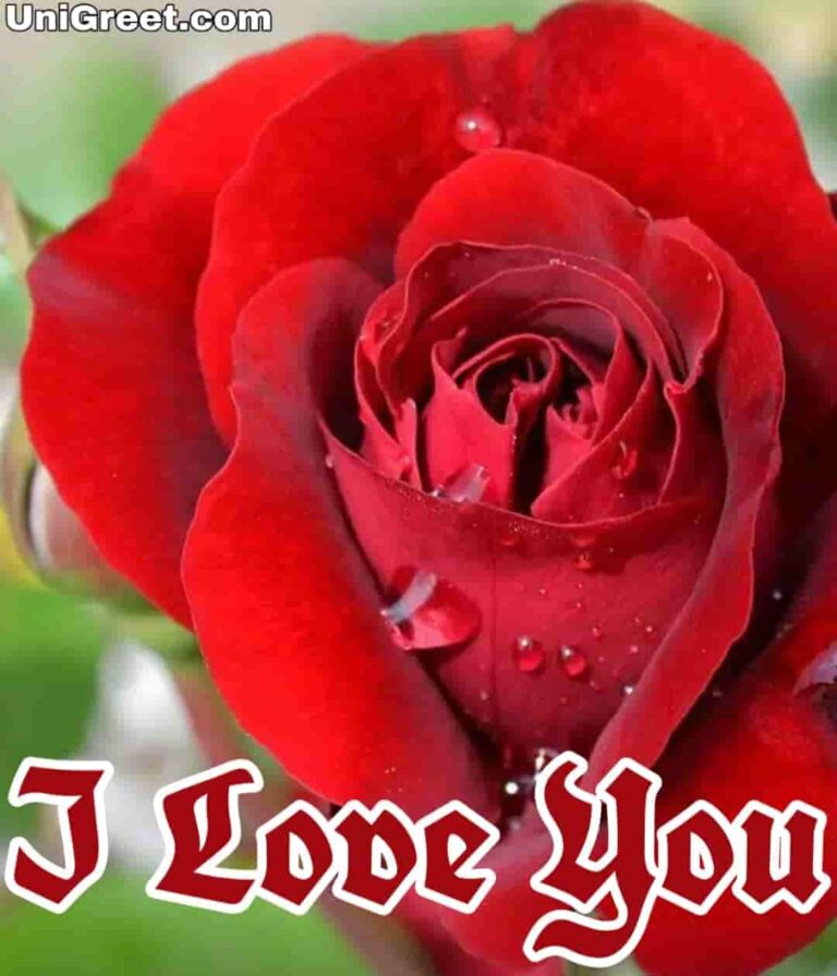 Top 55 Beautiful I Love You Roses Images, Photo, Pics, Wallpaper Download