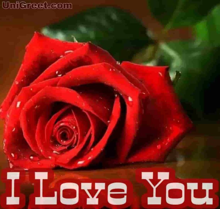 Top 55 Beautiful I Love You Roses Images, Photo, Pics, Wallpaper Download