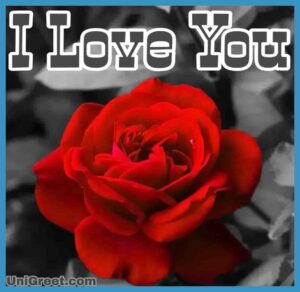 Top 55 Beautiful I Love You Roses Images, Photo, Pics, Wallpaper Download