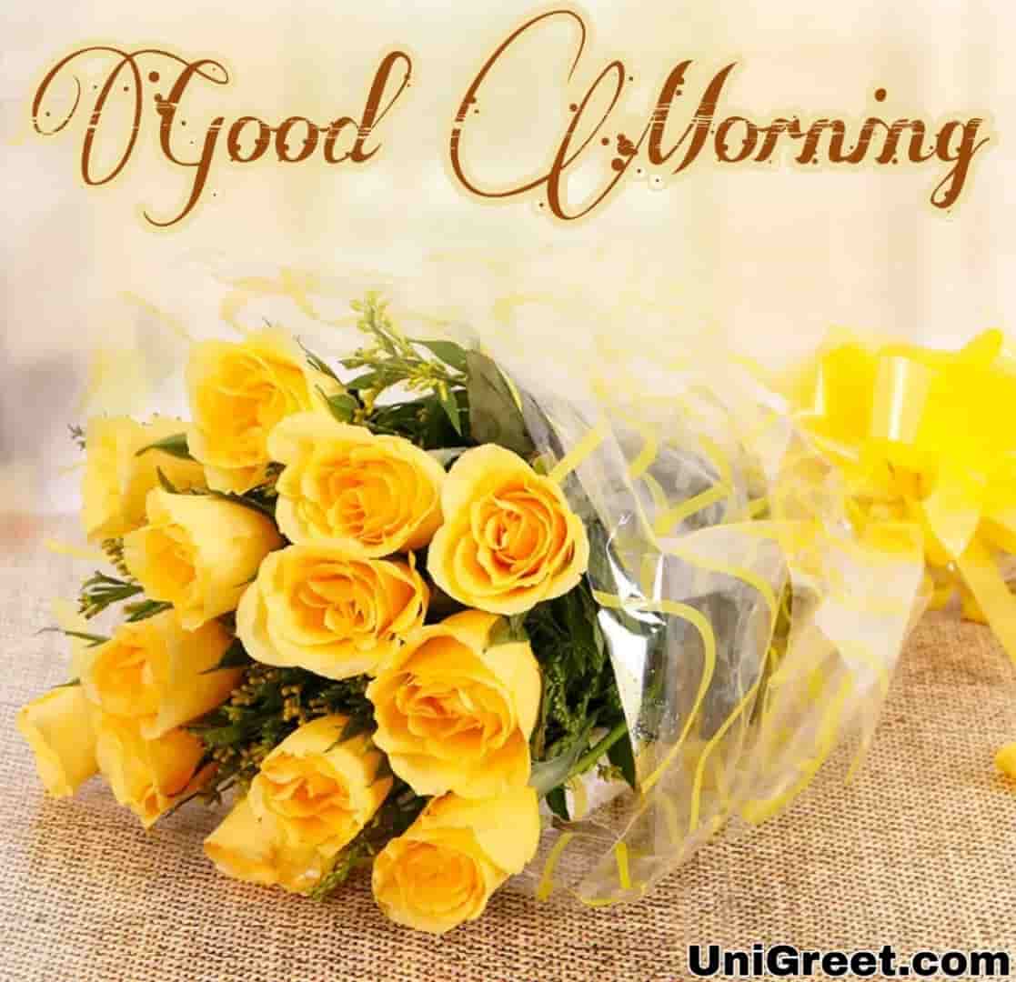70 Good Morning Rose Flowers Images, Pics & Photos Download