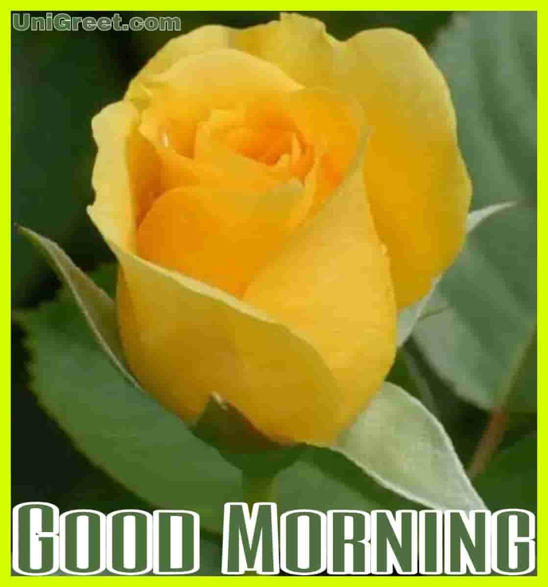 70 Good Morning Rose Flowers Images, Pics & Photos Download