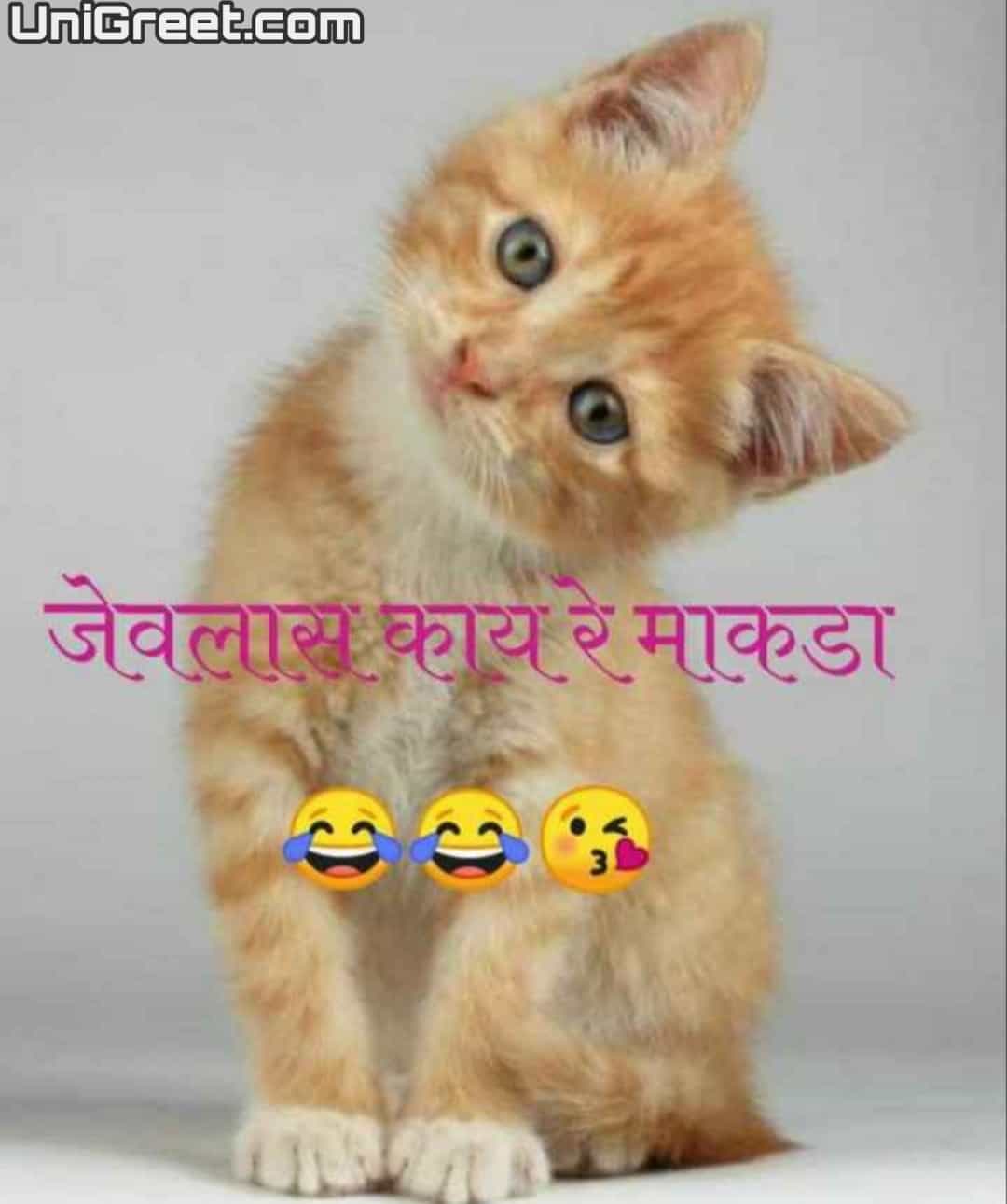 Best Cat Marathi Status Quotes Images With Funny Cat Marathi Jokes Pics