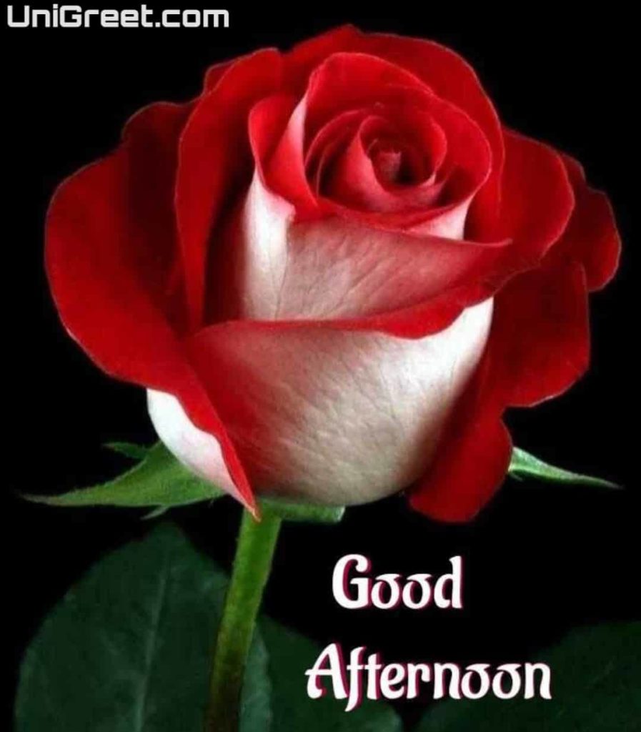 good afternoon red rose