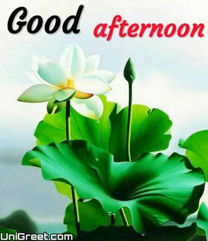 {BEST} Good Afternoon Images Quotes Wallpaper Messages Free Download