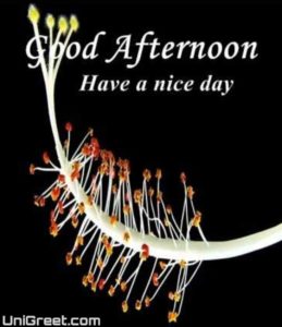 {BEST} Good Afternoon Images Quotes Wallpaper Messages Free Download