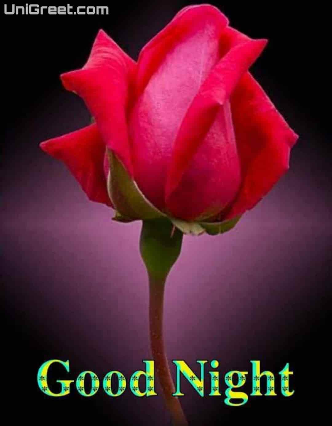 50 Good Night Rose Images, Photos, Shayari, Pics, Status Pictures Download