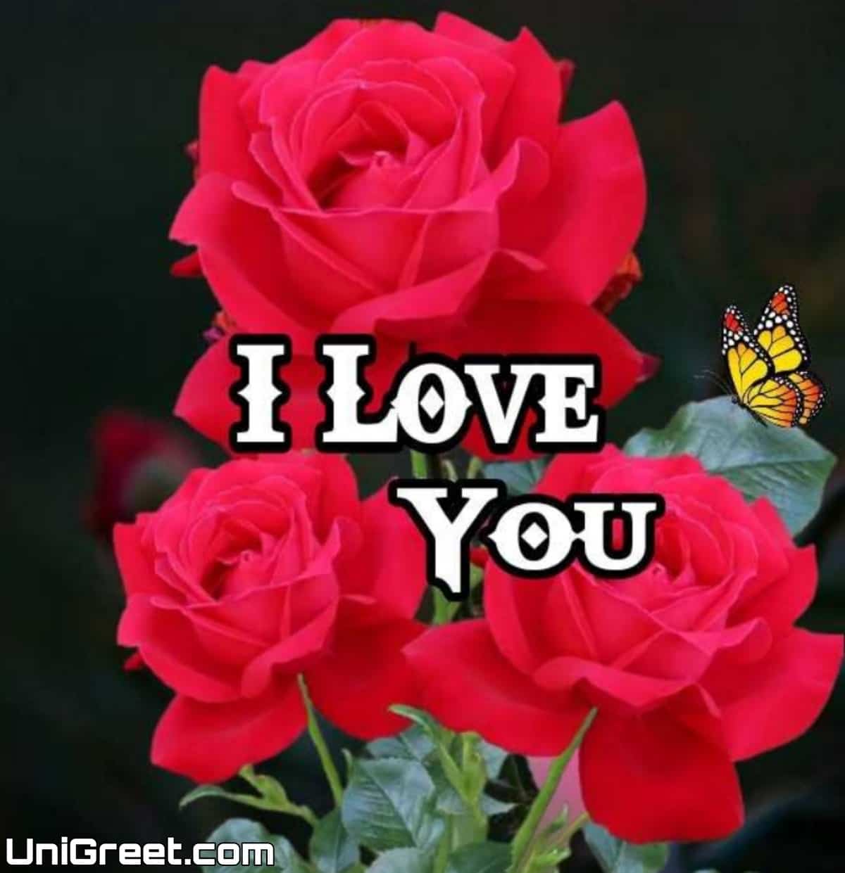 Top 55 Beautiful I Love You Roses Images, Photo, Pics, Wallpaper Download