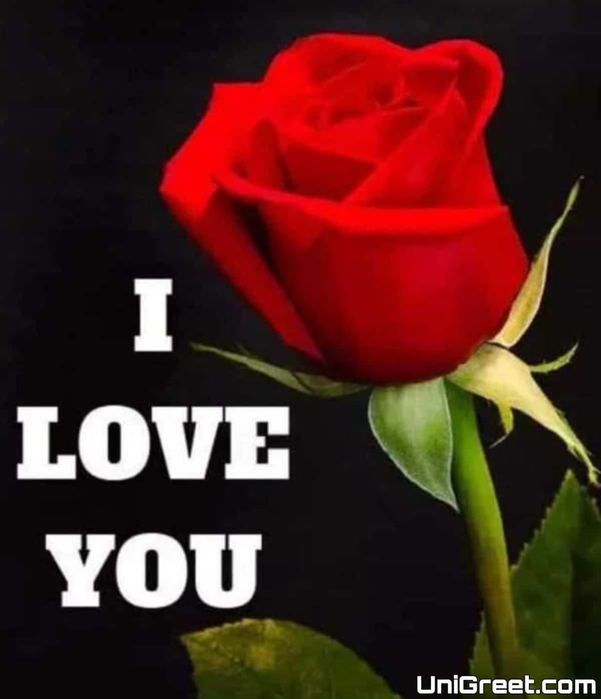 Top 55 Beautiful I Love You Roses Images, Photo, Pics, Wallpaper Download