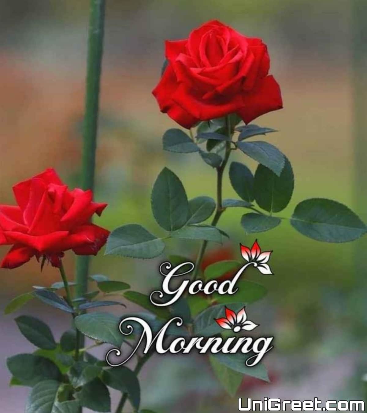 100+ Beautiful Good Morning Images Quotes Wishes For Whatsapp Free ...