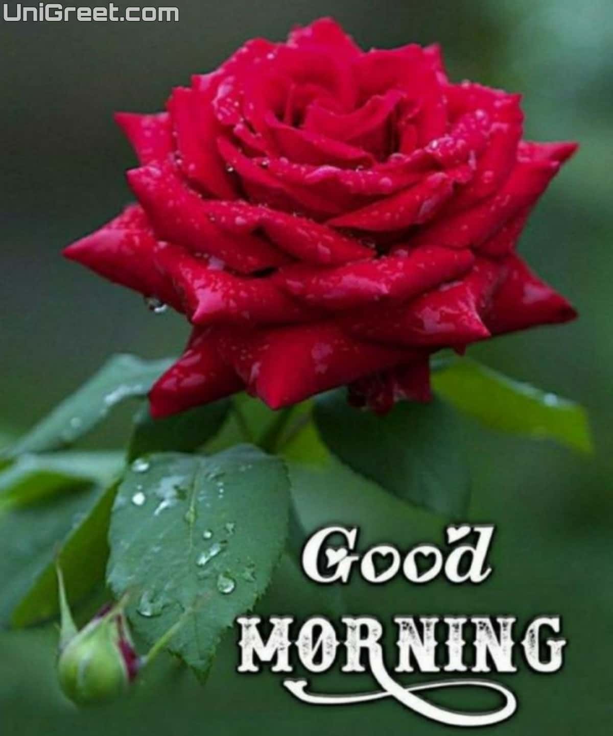 100+ Beautiful Good Morning Images Quotes Wishes For Whatsapp Free ...