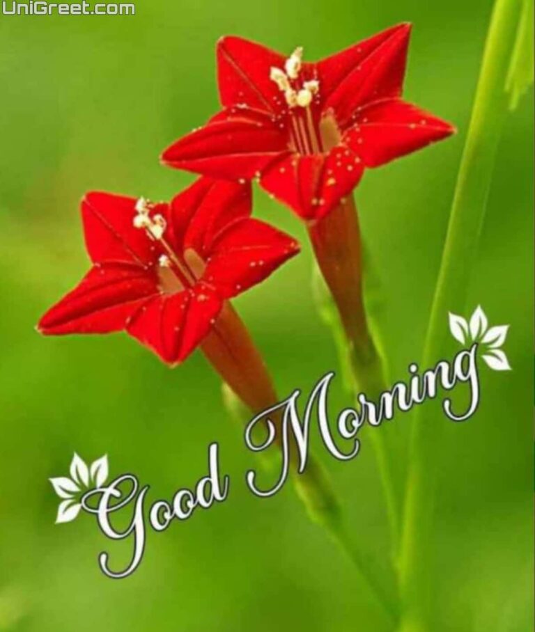 100+ Beautiful Good Morning Images Quotes Wishes For Whatsapp Free