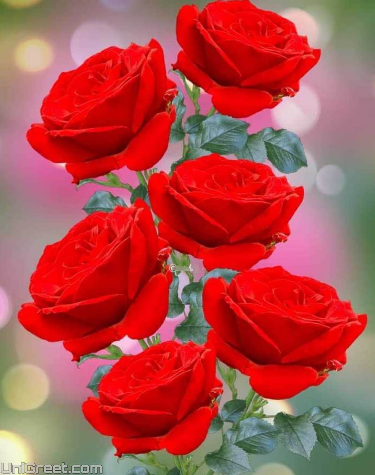 Beautiful Flowers Images Pics For Whatsapp Dp Profile Pic