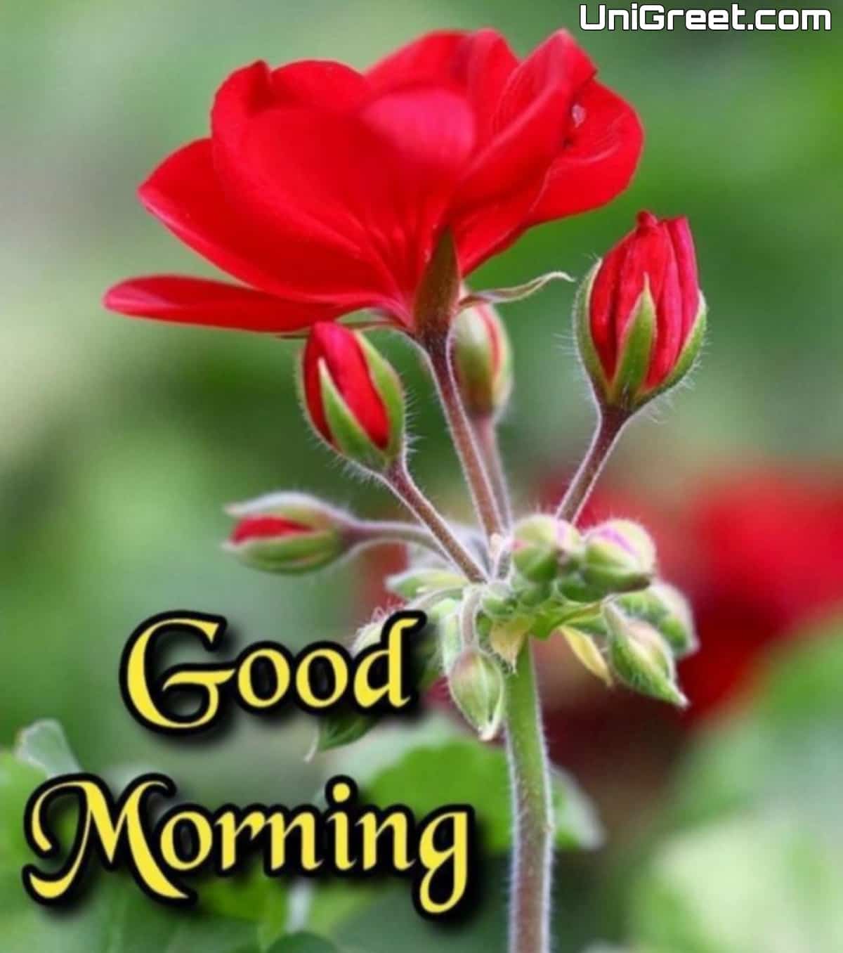 100+ Beautiful Good Morning Images For Whatsapp Free Download