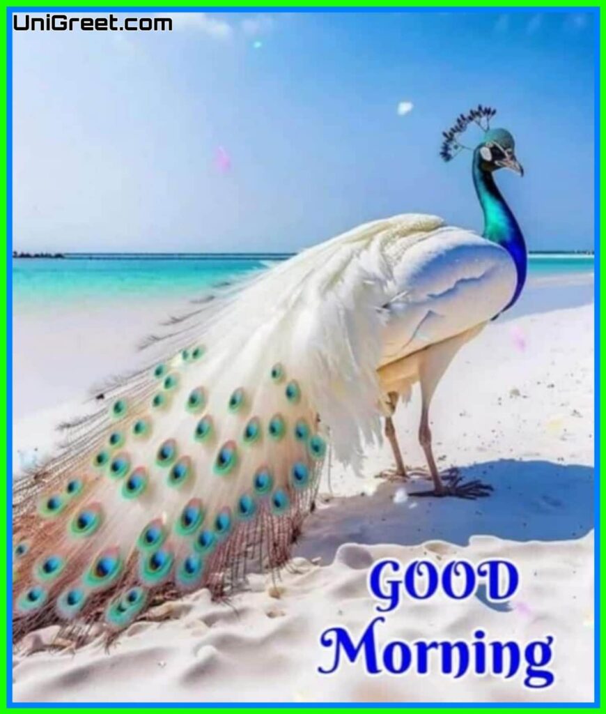 Good Morning Colourful Birds Pictures  SmitCreationcom