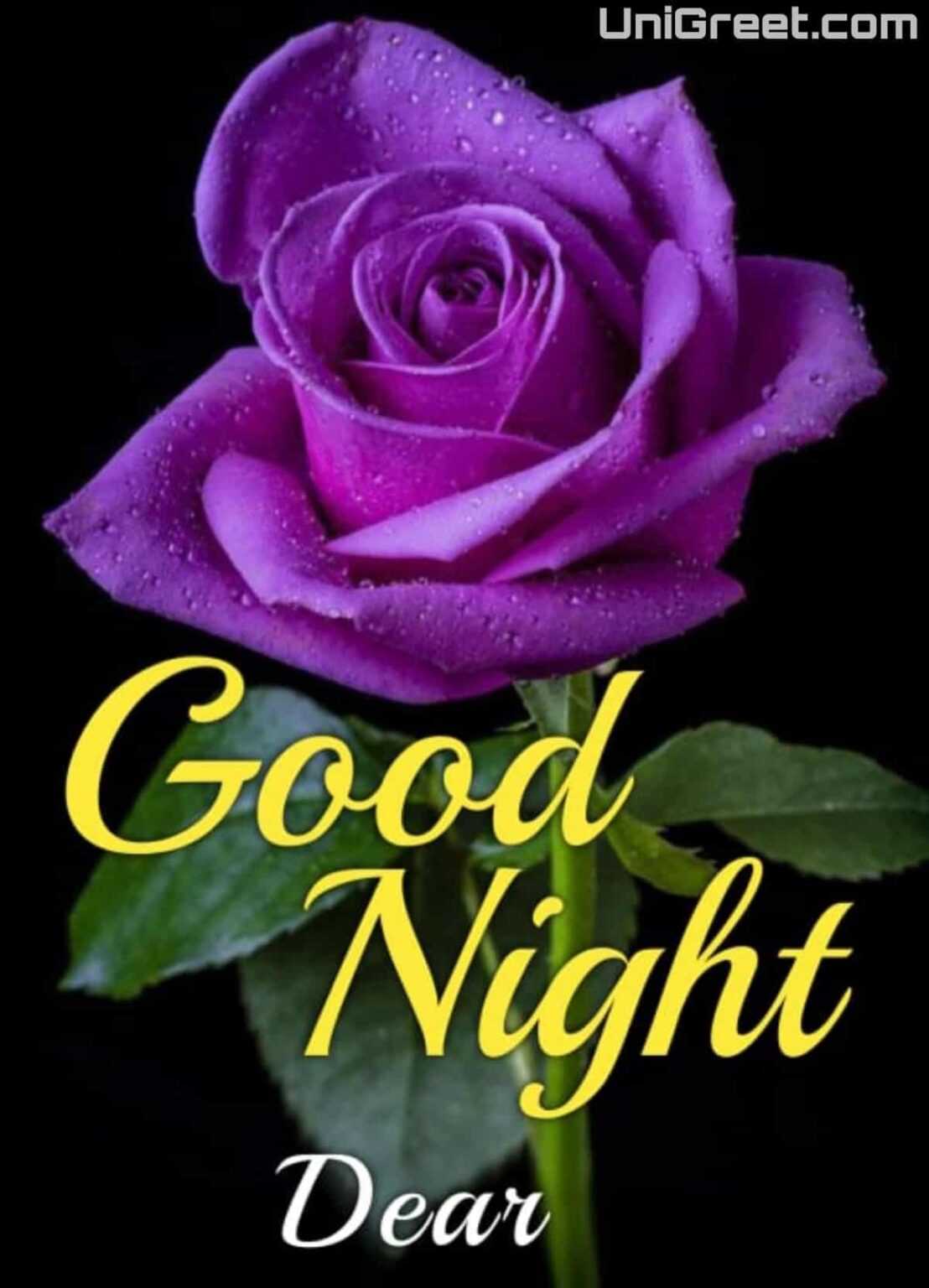 50 Beautiful Good Night Flowers Images Hd Photos Download 3979