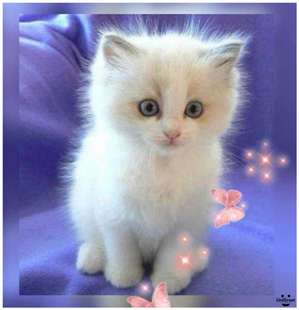 🔥 6895+ Cute Cat DP Photos, Pictures, Images, for WhatsApp (New 2023) -  Raju Editor